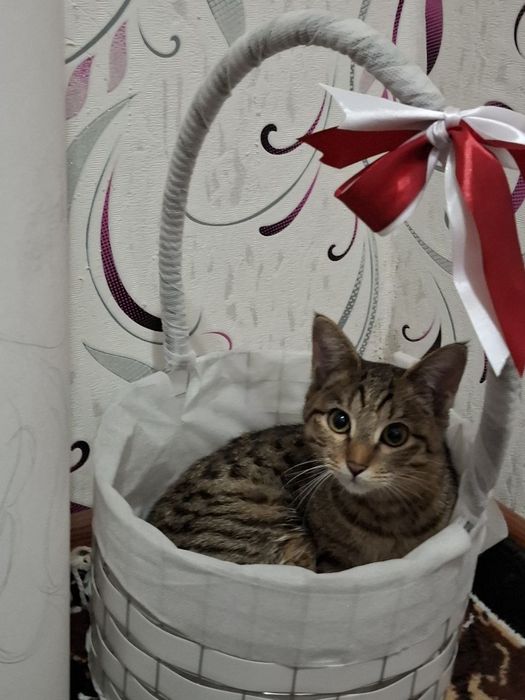 Отдадим в хорошие и добрые ручки