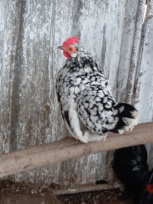 Vând găină și Cocoși pitici