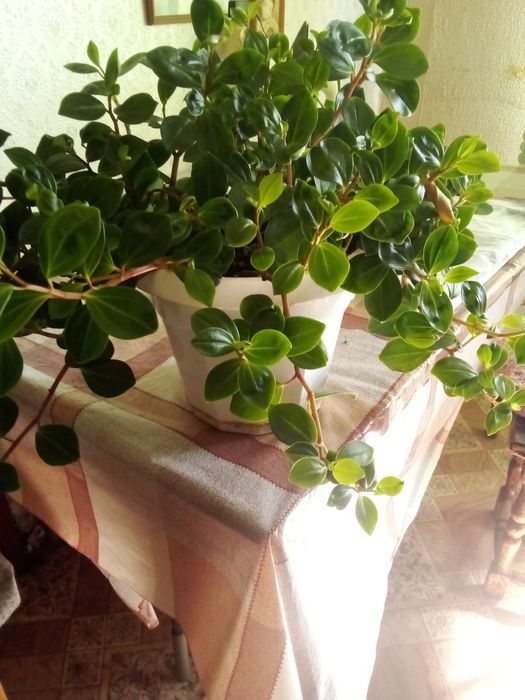 Цветок пеперомия