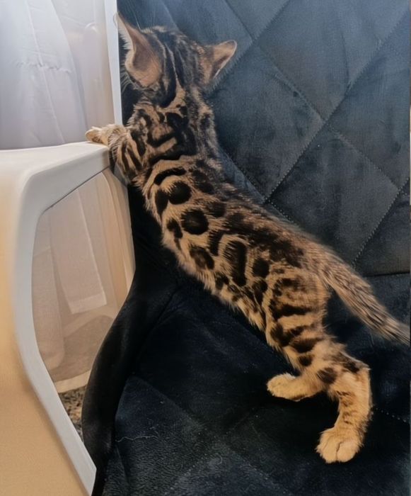 Бенгальские котята