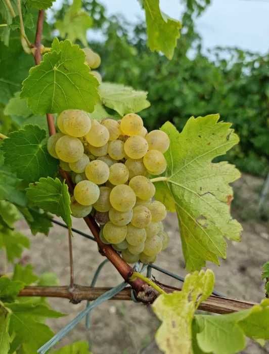Vand Struguri de Vin