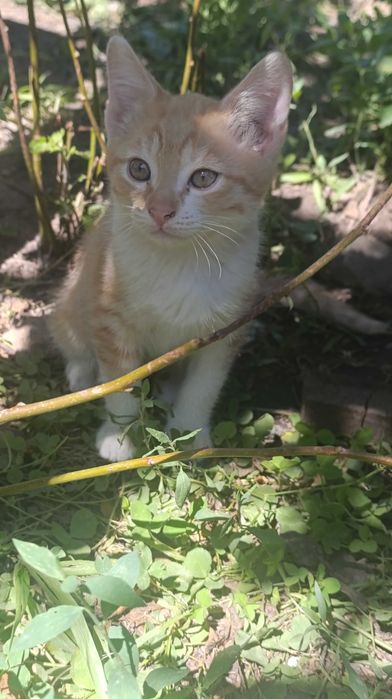 Котята бесплатно