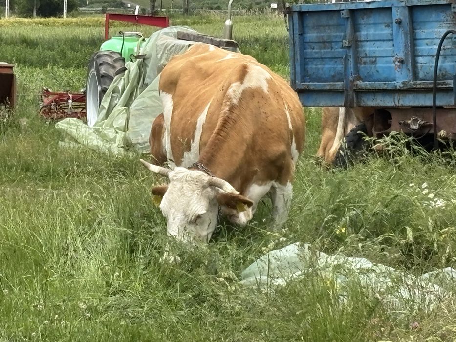 Vaca buna de lapte/gestanta luna 4