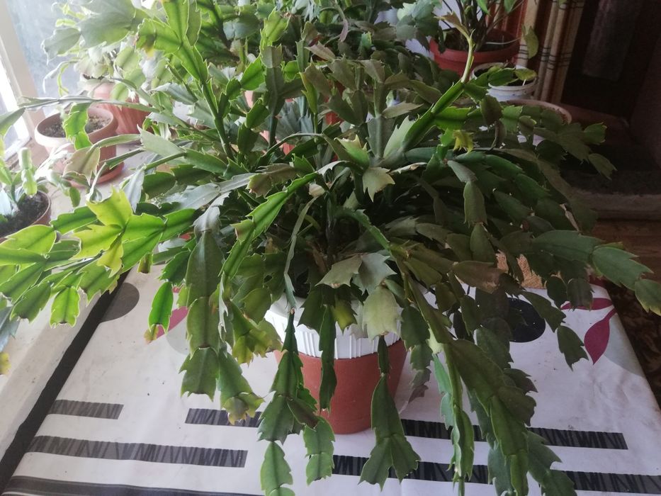 Продам цветок, декабрист