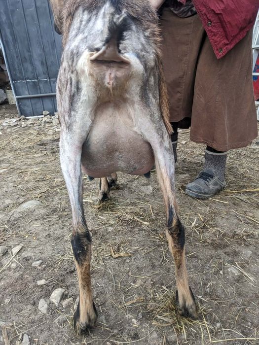 Capră franceză alpina