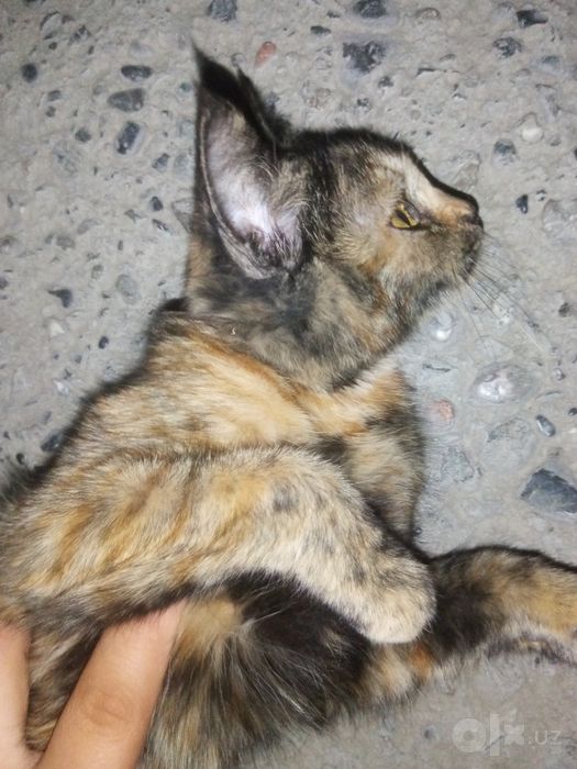 Mushugimni mehrli qo'llarga beraman