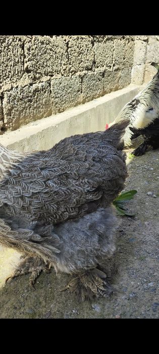 Inkubatrga tuxum Bso Tyomniy brama tuxumlari