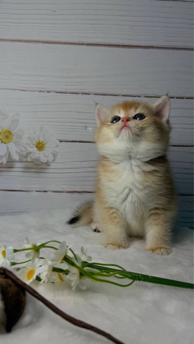 Шиншиллы золотые британские