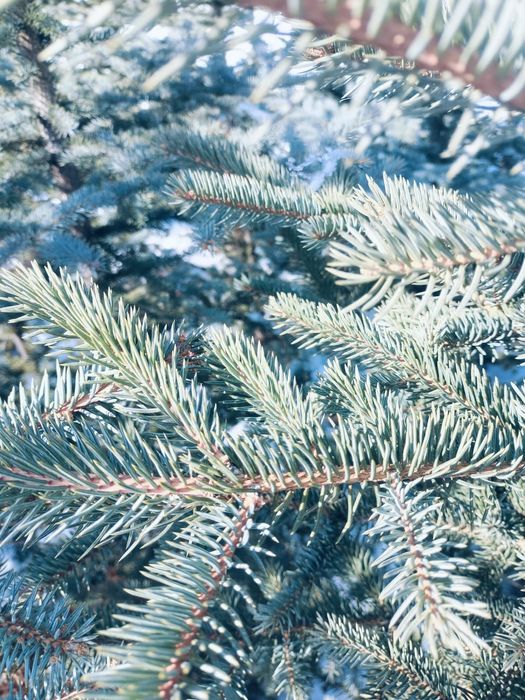 Ели голубые продам 2 метра