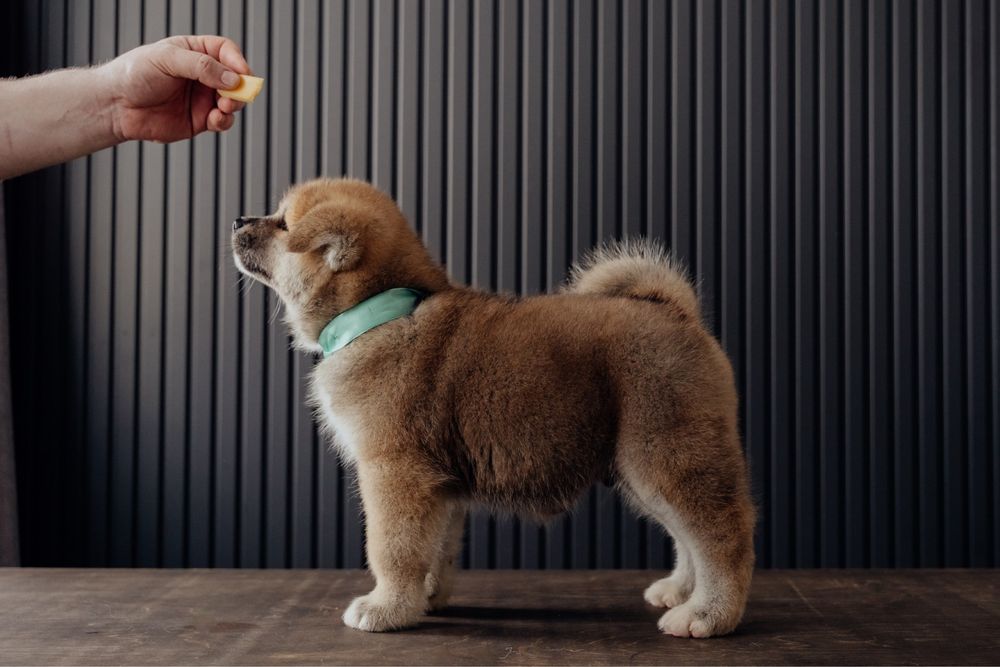 Щенки Акита Ину (Хатико)