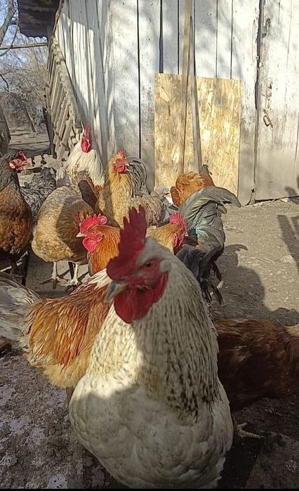Продам петуха Алматы