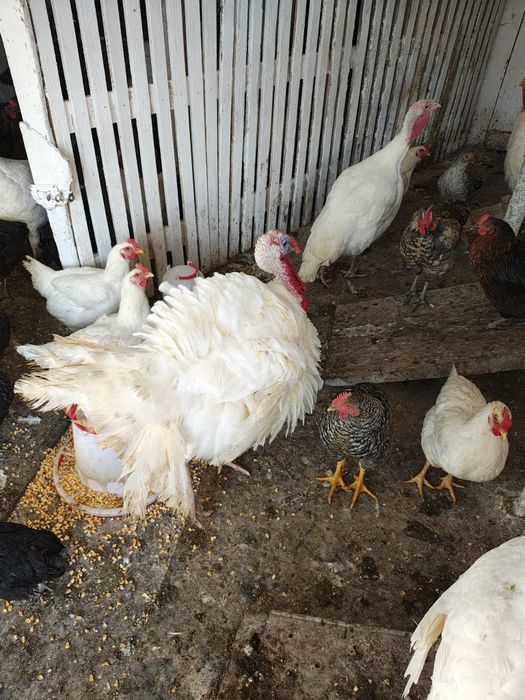 Curcani albi crescuti in gospodărie