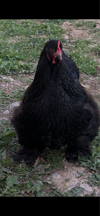 Брама изабелла 15000тг