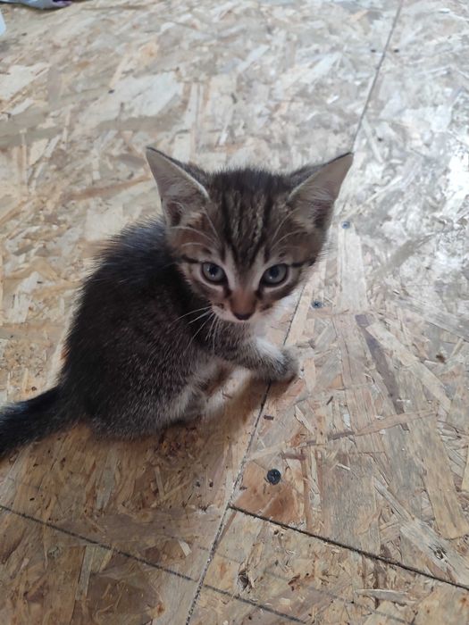 Отдам милых котят
