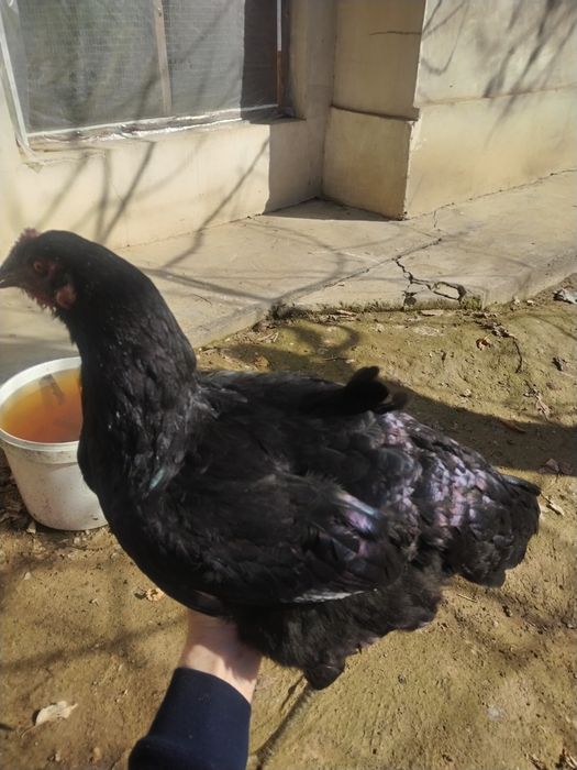 Joja tovuq tovuqlar товуклар, jojalar, жожа, жожалар