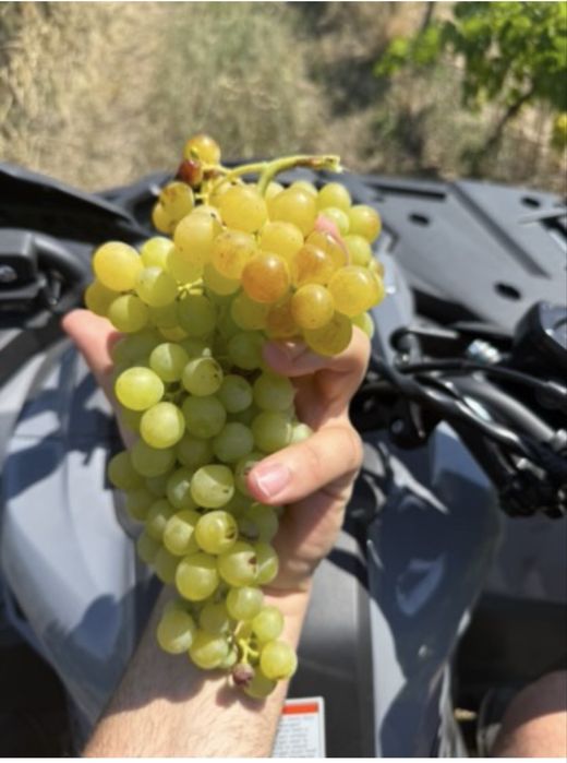 Vand struguri pentru vin