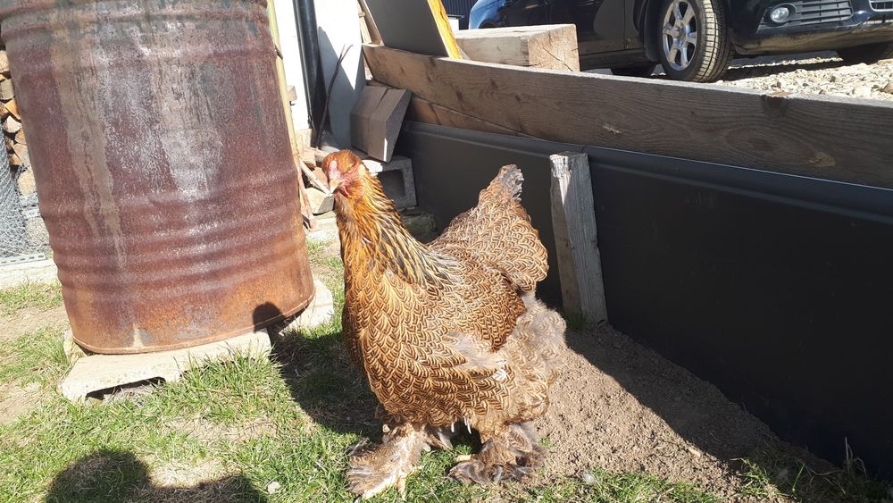 Vand ultima familie Brahma potarnichiu