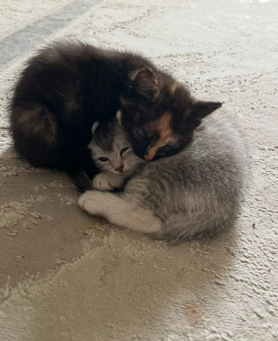 черный котенок шиншилла