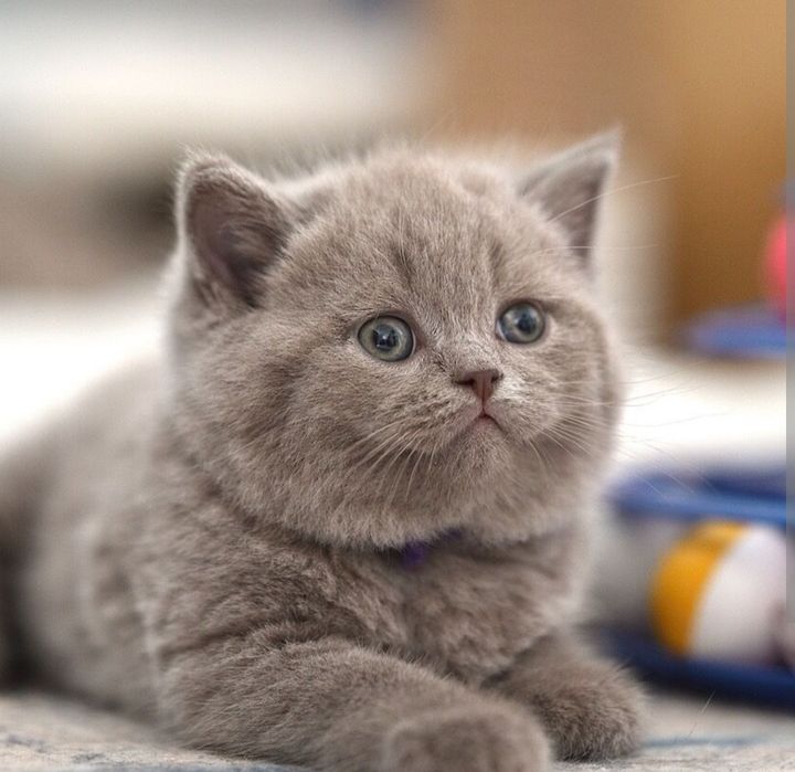 Британские Котята Алматы