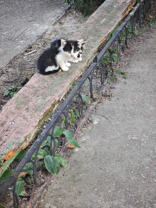 Котенца търсят дом Варна