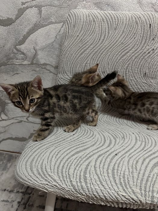 Милые бенгалки ищут родителей!