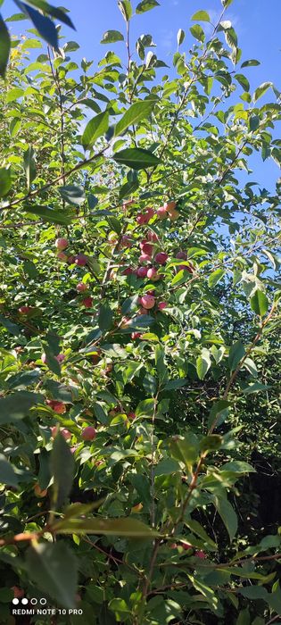 Дача СПП под телевышкой