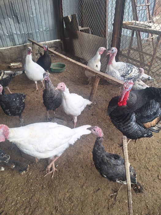 Мекен 10мын  Кораз 20