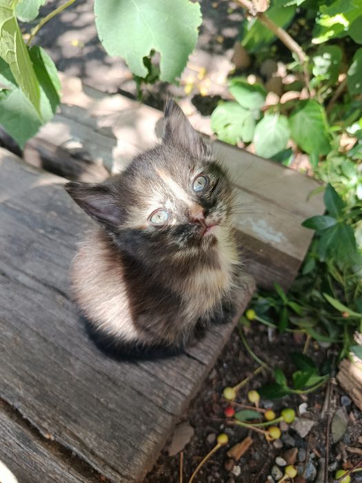 Отдам котят, 1 месяц