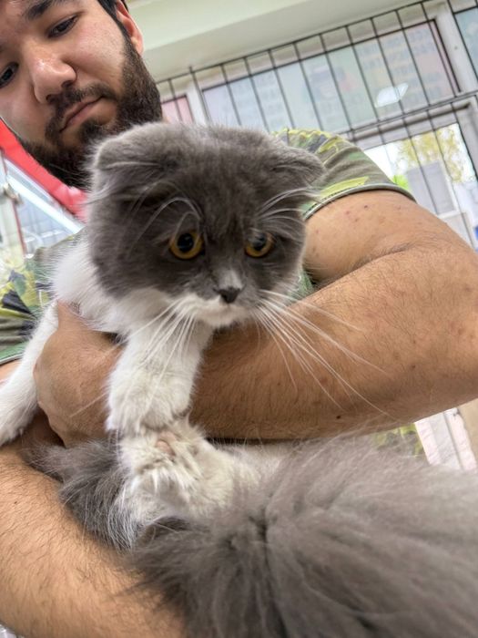 шотландская вислоухая и страйт. scottish fold and straight