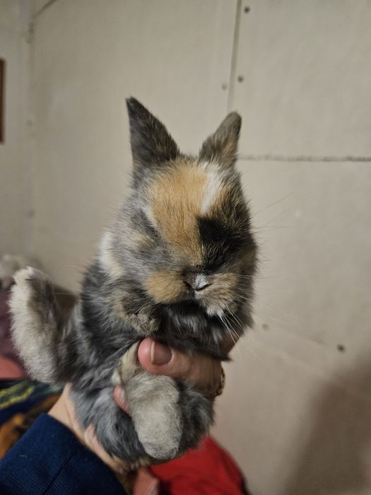 Iepuraș de companie