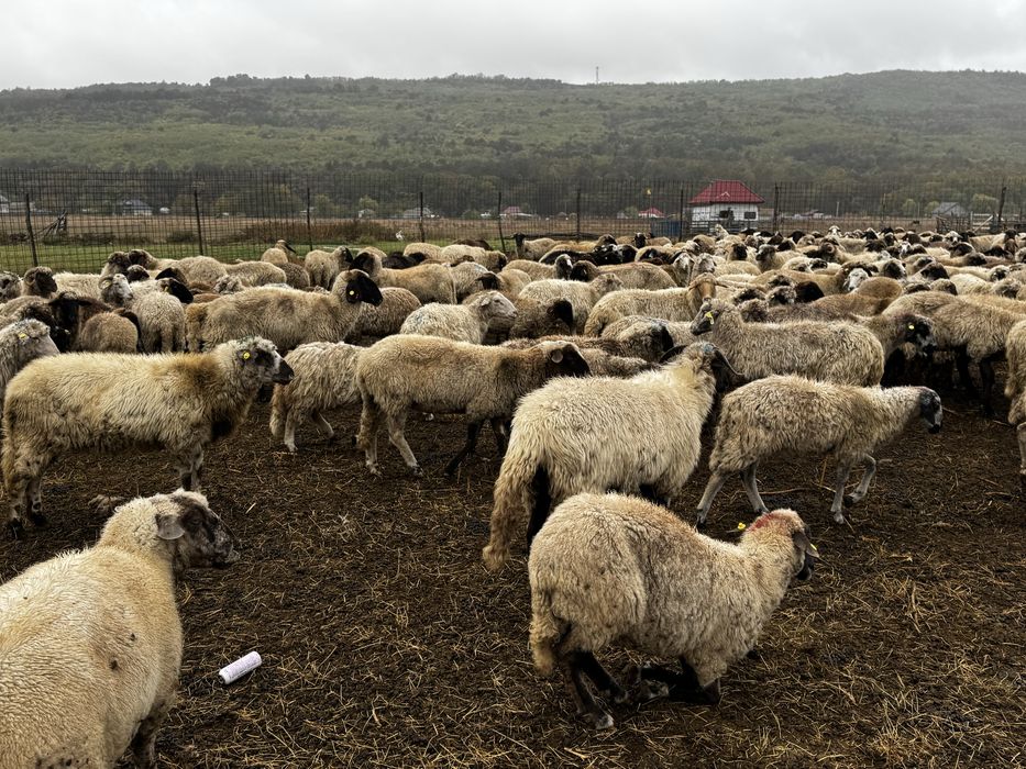 Vând oi sănătoase și bine întreținute