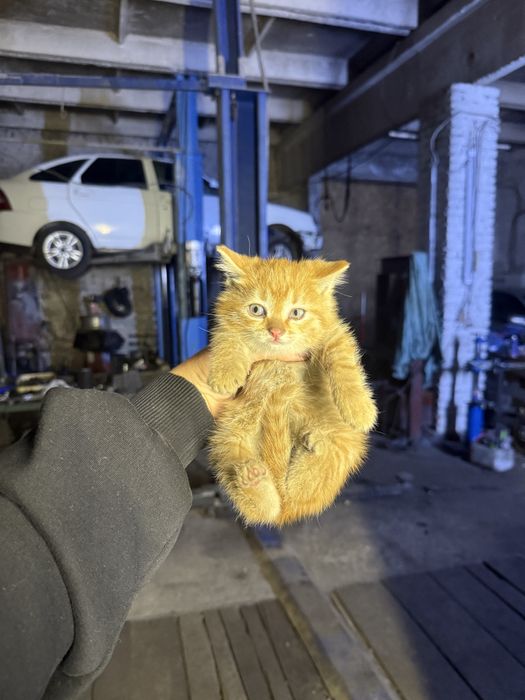 Котята отдам в хорошие руки