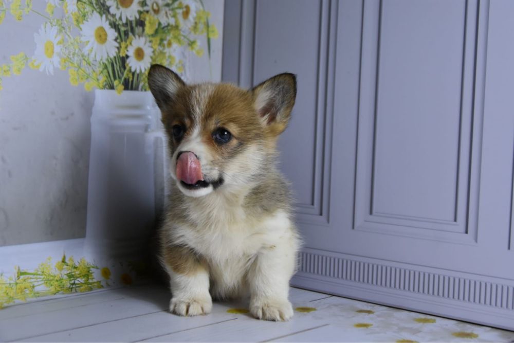 Щенки вельш корги пемброк