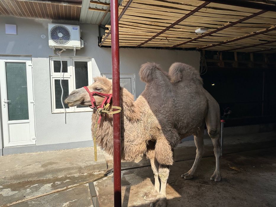 Tuya 2 o’rkachli sotiladi