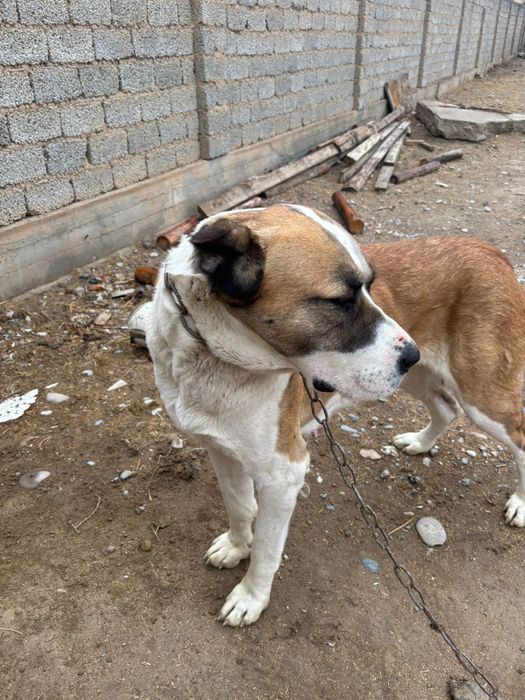 Собака Алабайййй