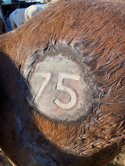 Тавро клемо танба 3000