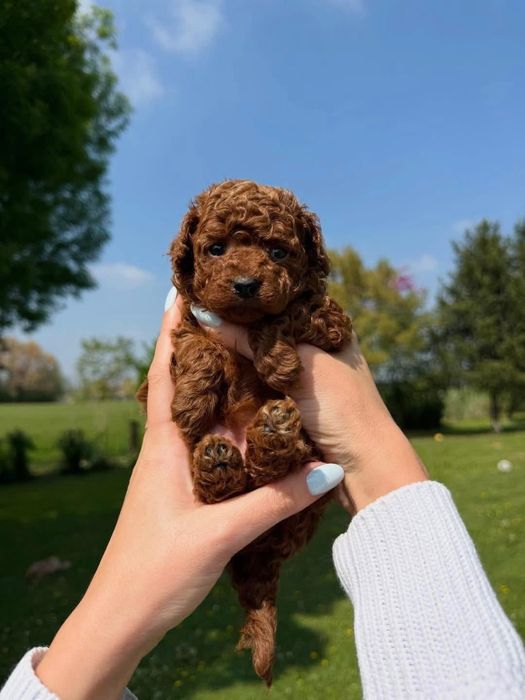 Vând băiețel rasă pură Pudel Mini roșcat