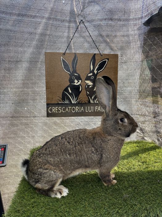 Femela Urias German Gri tatuata + puii 2 luni tatuat