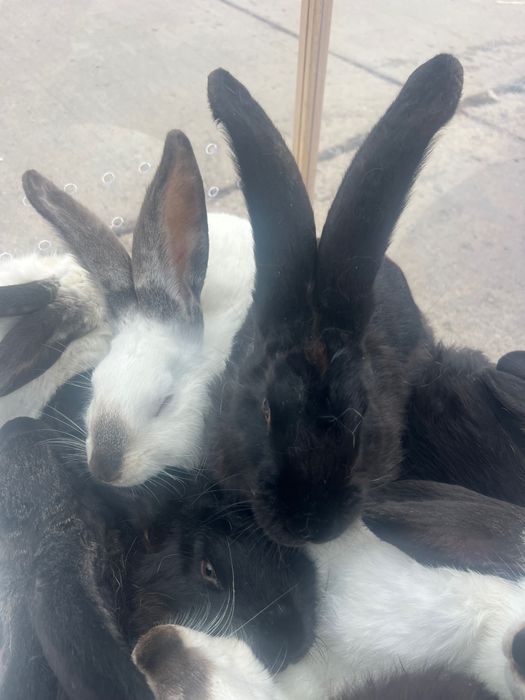 Urias de Transilvania