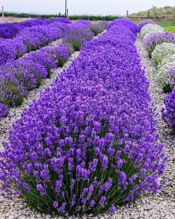 Лавандулови торбички и китки