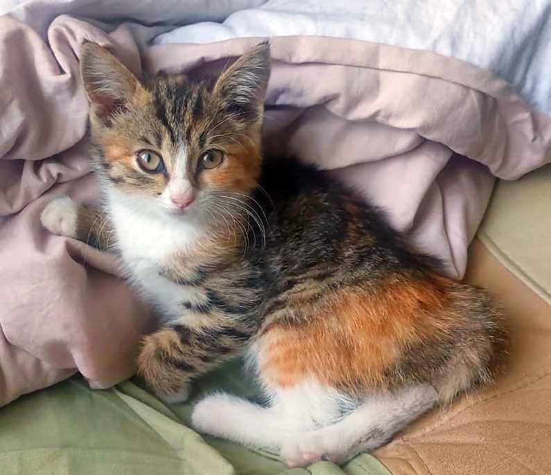 Кошечка ищет хозяина