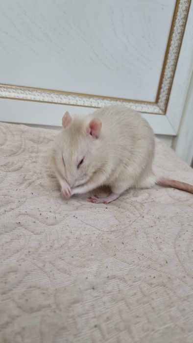 две крысы клетка и корм на месяц