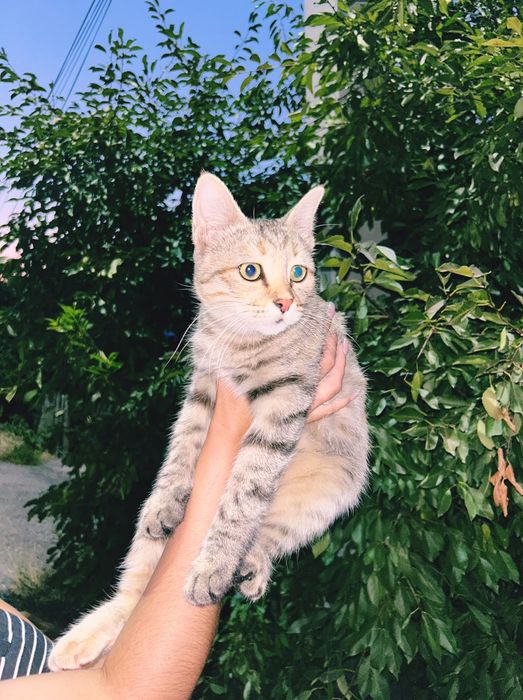 Домашние маленькие котята