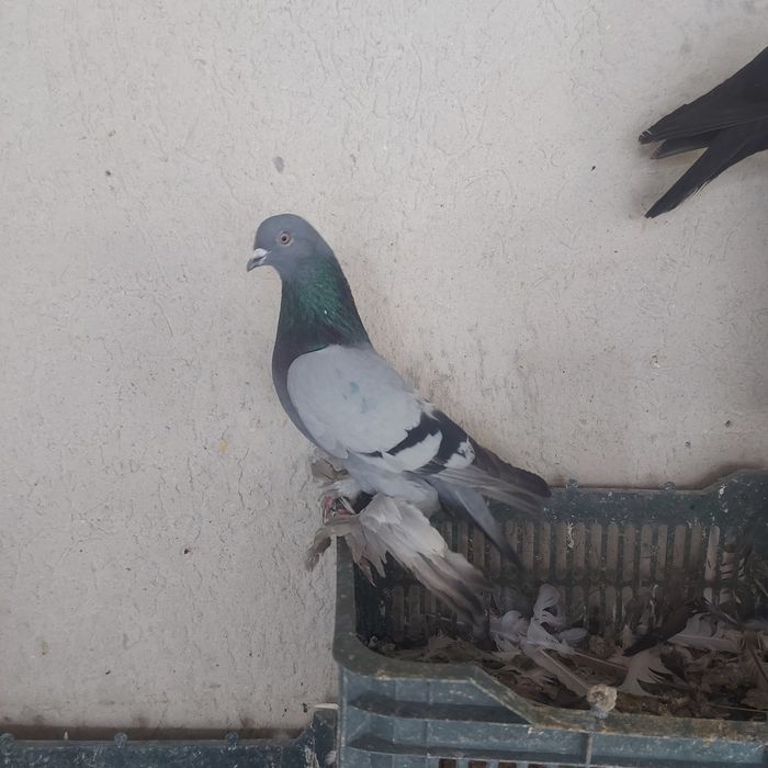 Сизи самец лет игра тяга