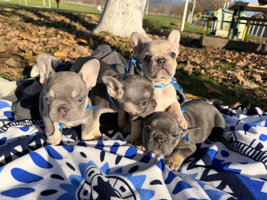 Чистокръвни Френски Булдочета