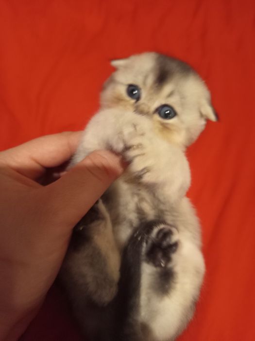 Продаётся котёнок скотиш фолд серебристый шиншилла