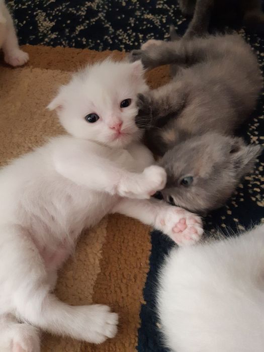 Шатланская парода