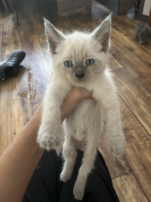 Отдаем котят в добрые руки