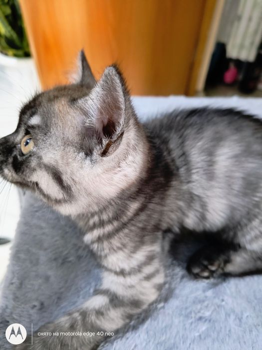 Продам котят скотищь страйт