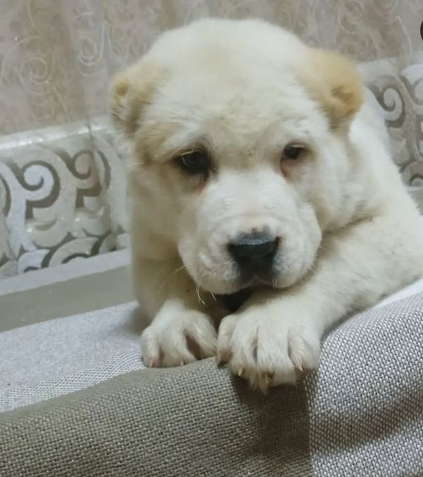 Шикарная девочка САО АЛАБАЙ